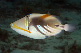 RhinecanthAculeatDavidBurdick
