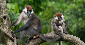 Two-Red-Capped-Mangabeys-on-Branch-Rhoko-CERCOPAN1