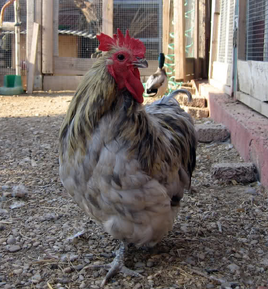 Gallinita