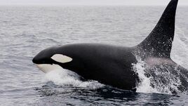 Orca-macho-(161223)