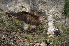 Aquila fasciata