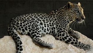 Leopardo arabe 3