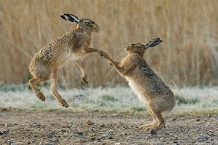 Brown hare lepus europaeus