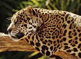 Jaguar acostado1.jpg