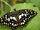 Papilio de los Citricos