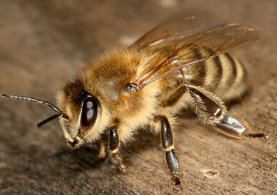 Abeja europea 3