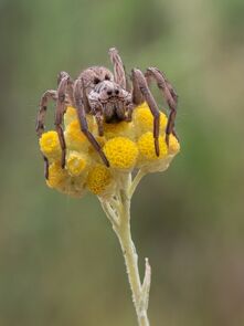Hogna-radiata.jpg