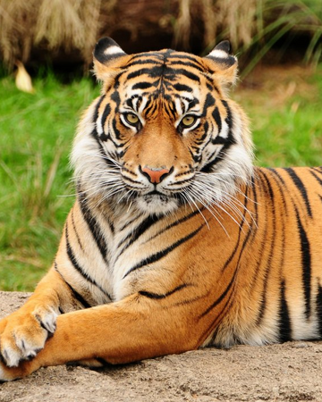 Tigre Wiki Reino Animalia Fandom Tigre Wiki Reino Animalia Fandom