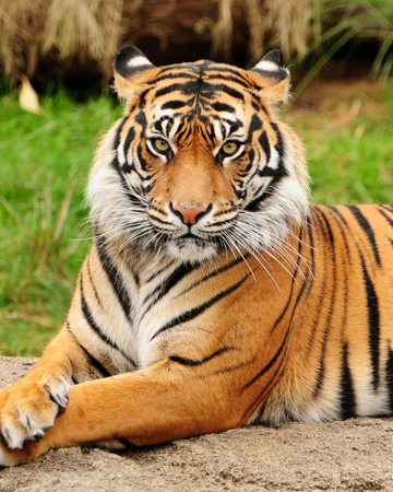 Tigre Wiki Reino Animalia Fandom