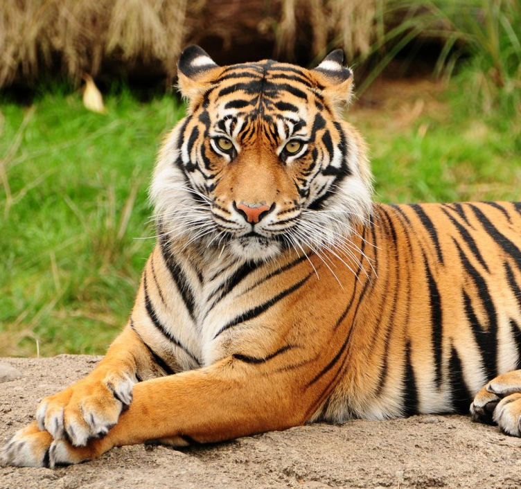 tigre siberiano vs tamaño de león