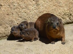 Interiores-animal-bioparc-valencia-daman-roquero-02