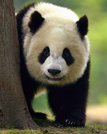 Oso Panda Wiki Reino Animalia Fandom