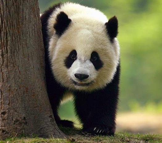 Descubre las características del oso panda gigante