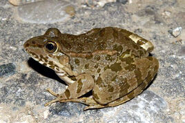 Pelophylax k