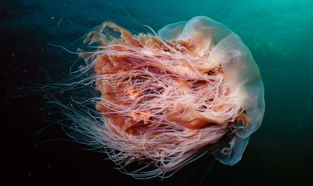 Чем опасны медузы. Медуза волосистая цианея. Арктическая медуза цианея. Медуза цианея гигантская. Цианея медуза ядовитая.