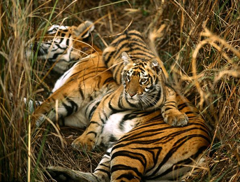 Tigre de bengala 7