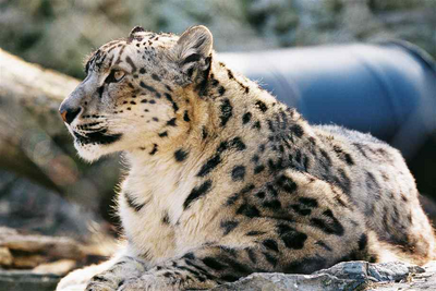 Leopardo de las nieves 1