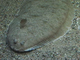 Lenguado Común