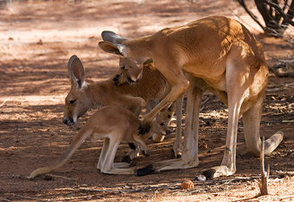 Canguro 2