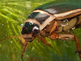 Escarabajo Buceador