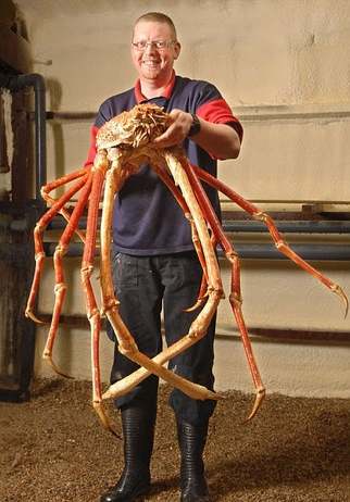 Cangrejo gigante japones 4.png