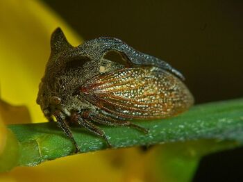 Membracidae - Centrotus cornutus