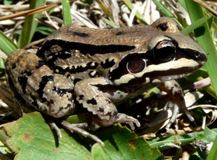 Rana de bigotes 1