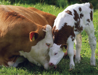 Vaca 1