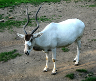 Adaxnúbijský