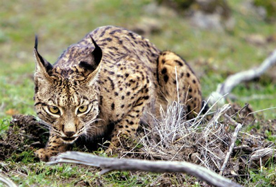 Lince iberico