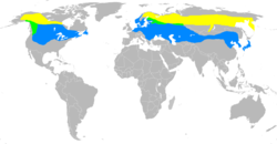 250px-Bombycillagarrulusmap2.png