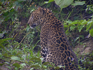 Leopardo de indochina 1