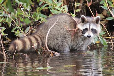 PROCYON LOTOR