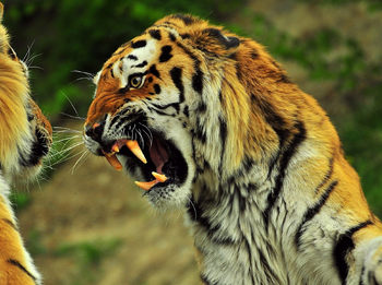 Tigres gruñendo