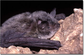 0806140658 myotis capaccinii