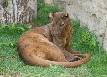 Fosa 6