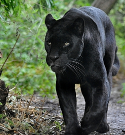 Pantera Negra | Wiki Reino Animalia | Fandom Pantera Negra | Wiki Reino Animalia | Fandom