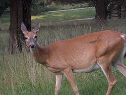 250px-Deer Valley Forge
