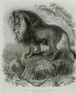 León del Atlas | Wiki Reino Animalia | Fandom