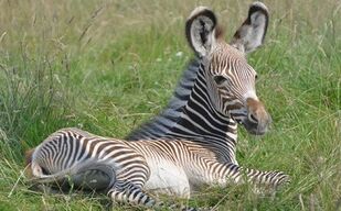 Baby-Grevys-Zebra