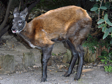 Ciervo almizclero siberiano