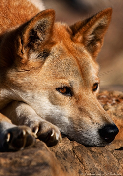 a que familia pertenece el dingo