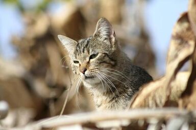 Gato asilvestrado