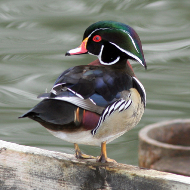 Pato joyuyo 7