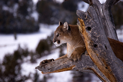 Puma.png