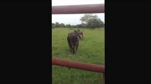 Toro y Vaca Reino Animalia