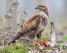 Un subadulto di poiana buteo buteo mentre divora un piccione 