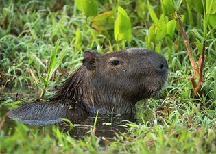 1-capybara-hydrochoerus-hydrochaeris-pete-oxford