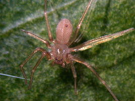 Loxosceles rufescens3