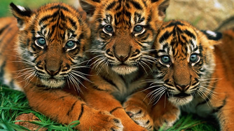 Tigre de sumatra 1.png